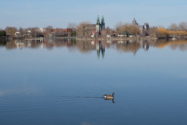 Urban Goose (Montreal) 2