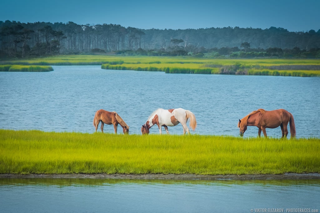 Wild Ponies on the Beach (Maryland) 1