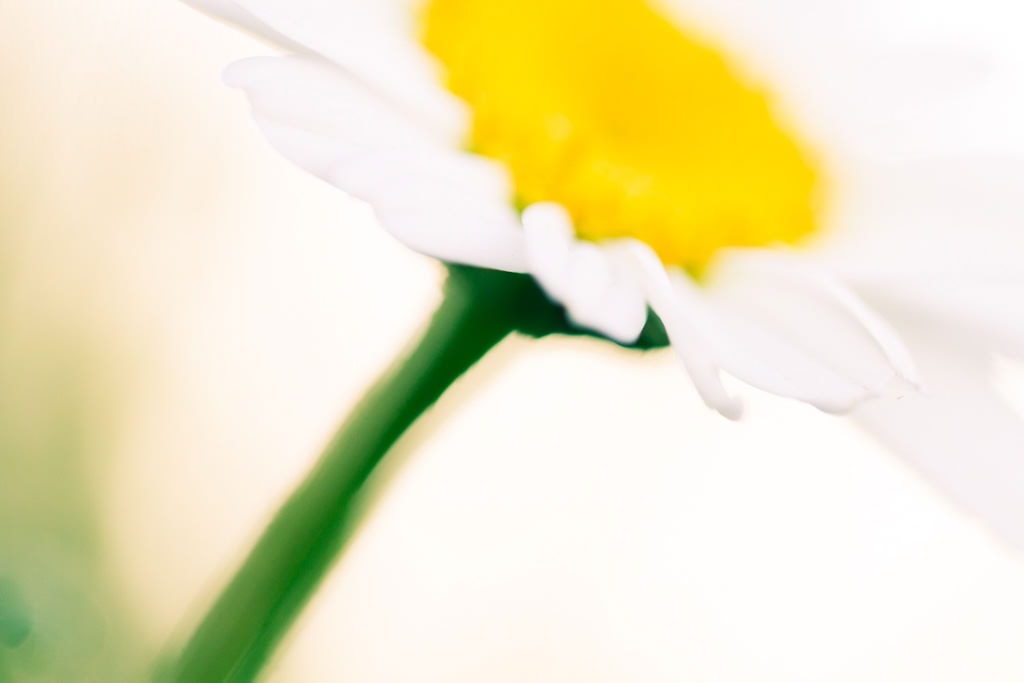 Tiro macro de tiro de flor com lente macro