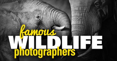 Top 12 Famous Wildlife Photographers