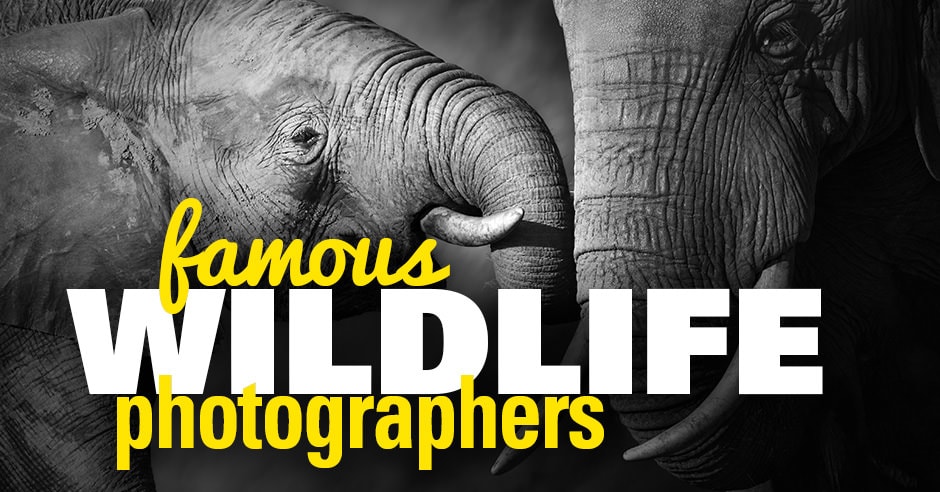 Ten Wildlife Photographers Zoom In on Their Favorite Birds, Science