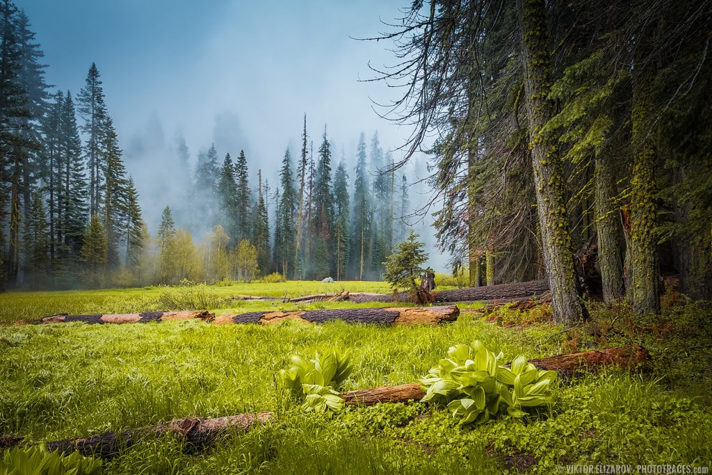 C​resent Meadow in Sequoia National Park