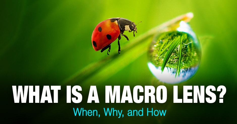 What Is a Macro Lens? When, Why, and How