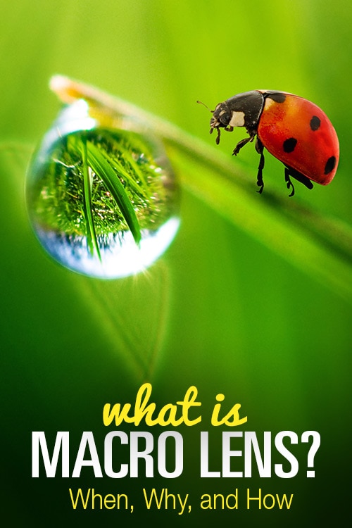 What Is a Macro Lens? When, Why, and How 5