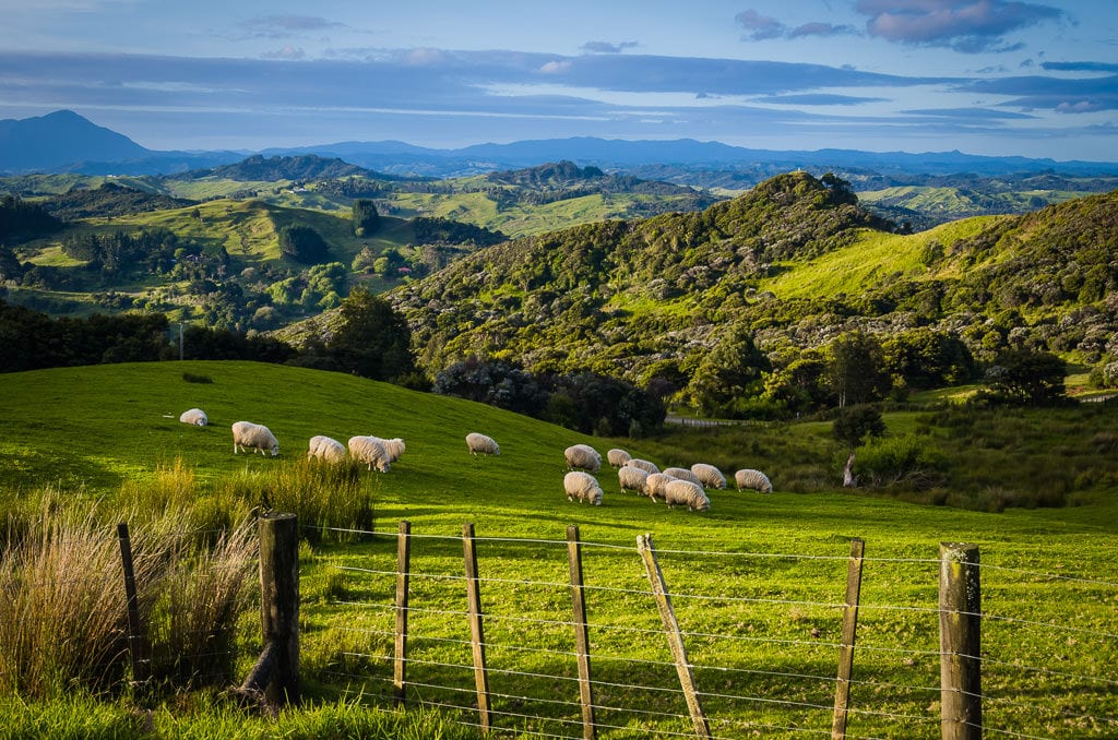 New Zealand North Island Road Trip: Sheep eating grass on the mountains