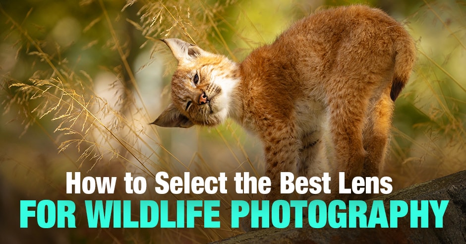 Best Lens for Wildlife Photography: 13 Great Picks