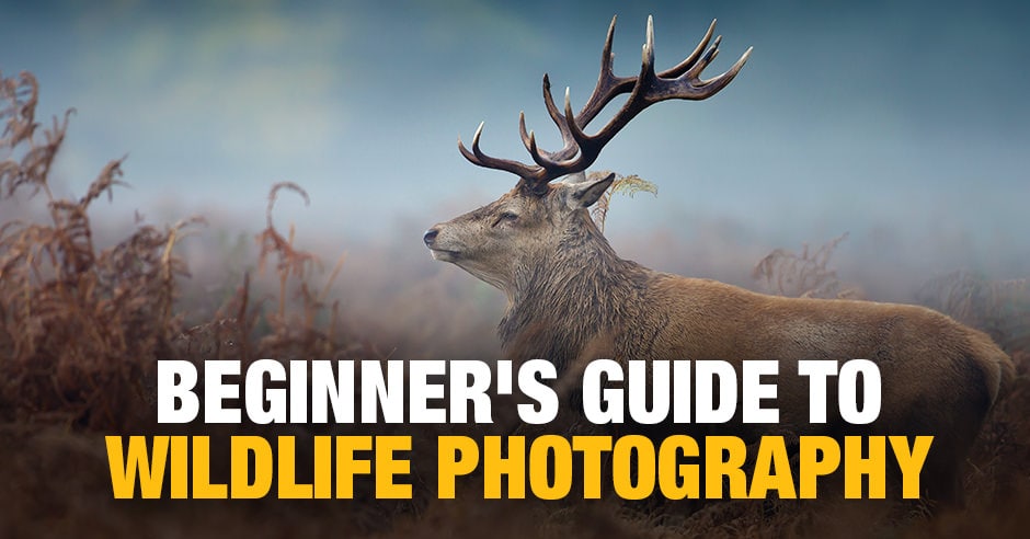 Introduction to Wildlife Photography: A Guide for Beginners