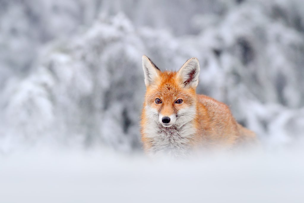 Wildtiere zum Fotografieren finden - Fuchs im Winter