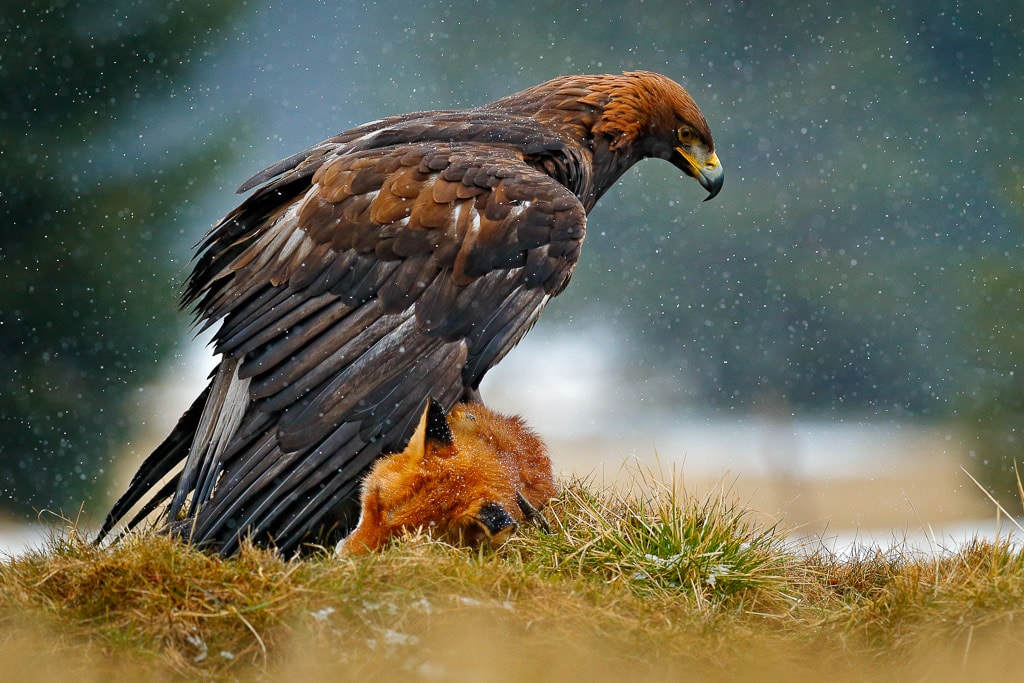 Tip 4: Shoot from a Low Angle for Intimate Wildlife Photos