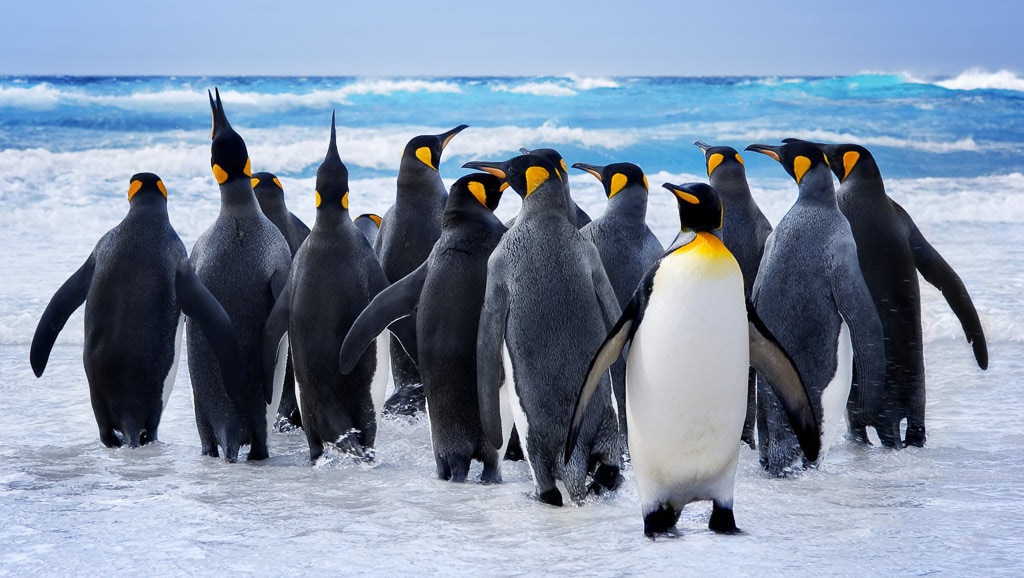 Wildlife photography - penguins on the beach