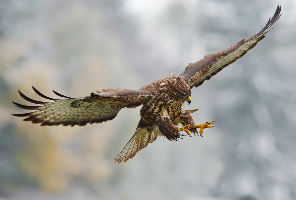 Vogelfotografie - Adler bei der Flugjagd