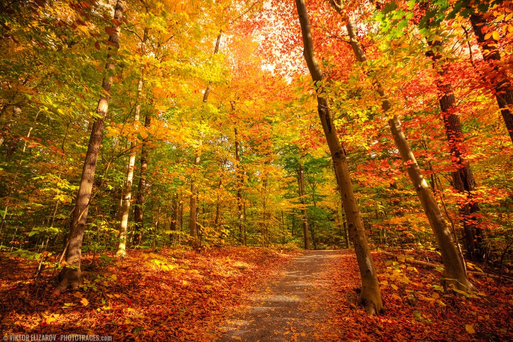 12 Fall Photography Ideas and Tips for Better Foliage Photos 2