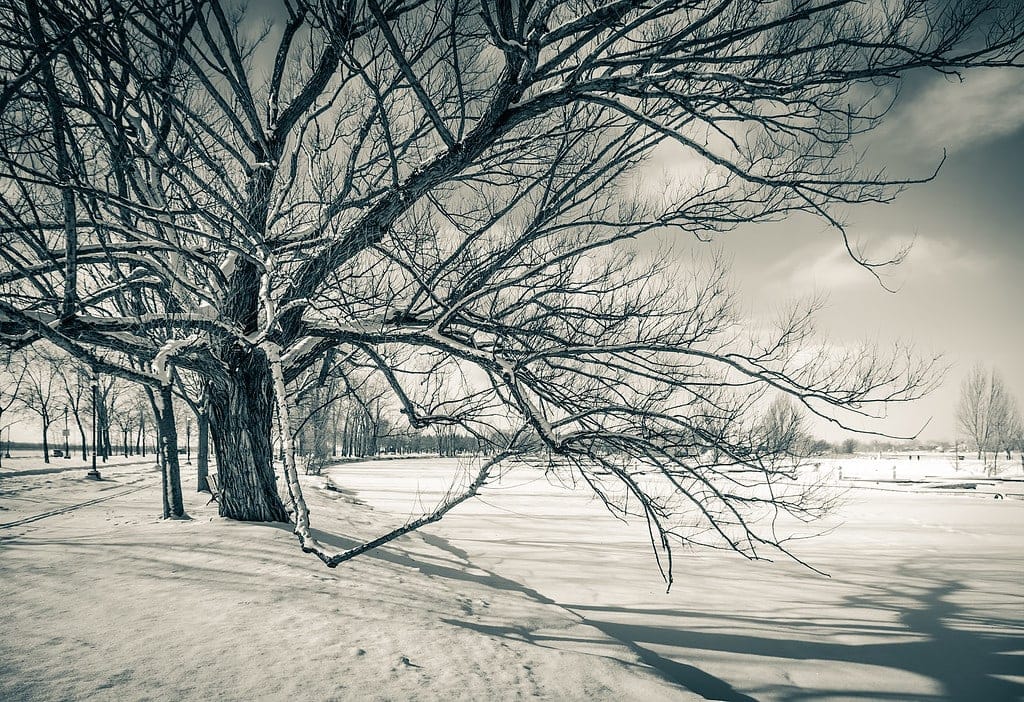 Snow Photography Tips: How to Photograph and Edit Snowy Scenes 13