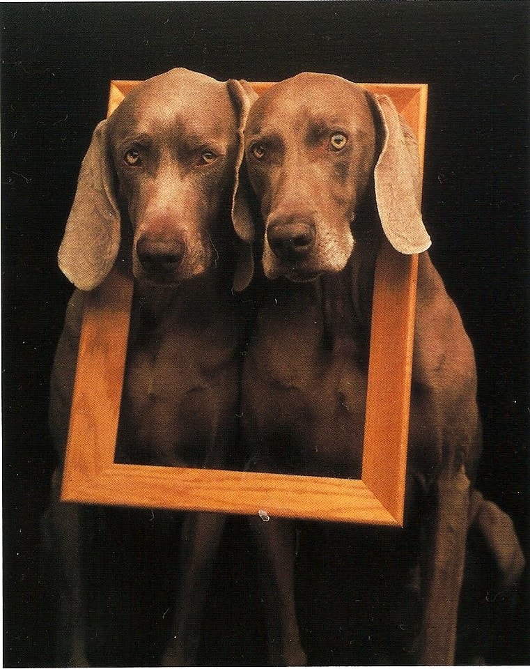 Famous Modern Photographers:  William Wegman. Photo 1