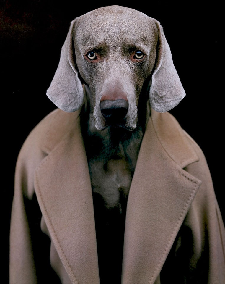 Famous Modern Photographers:  William Wegman. Photo 2