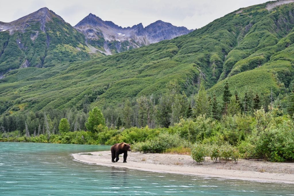 National Parks in Alaska: 8 Unique National Parks 6